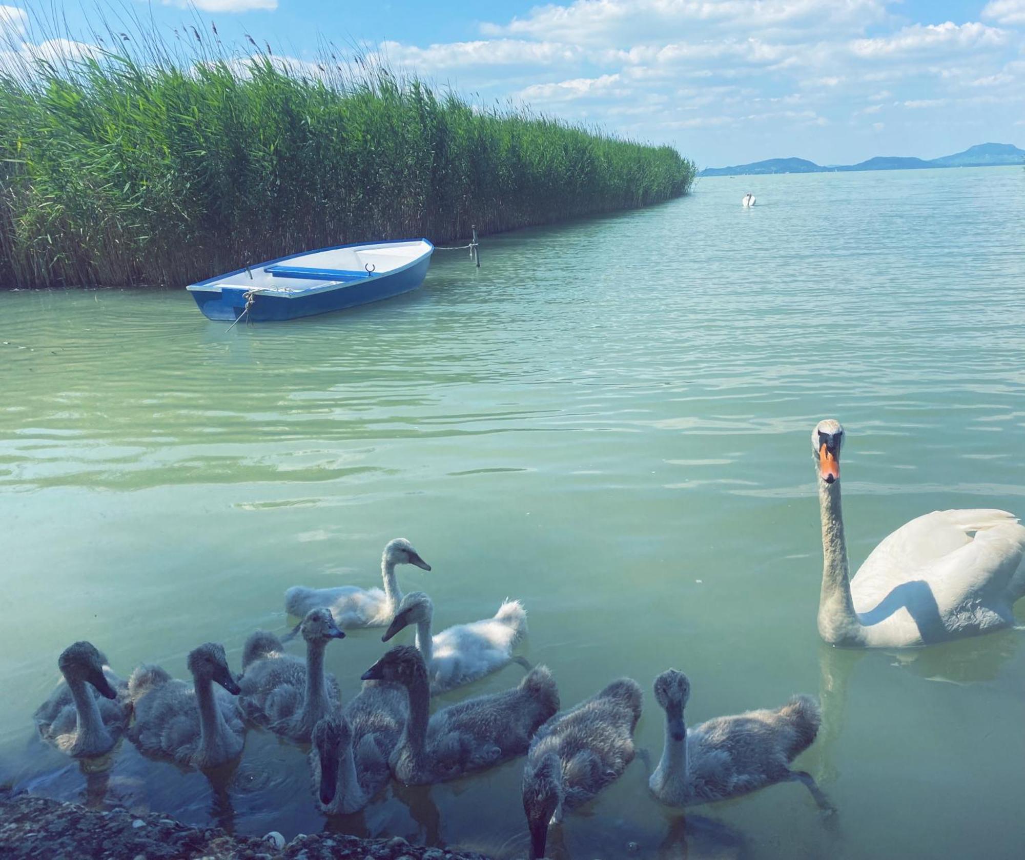 בלטונפנבש Balaton A Kertben - Balaton In The Garden - Beachfront Houses With Beautiful View, Private Beach מראה חיצוני תמונה